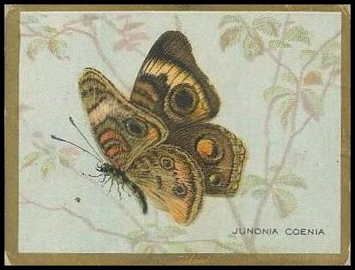 Junonia Coenia